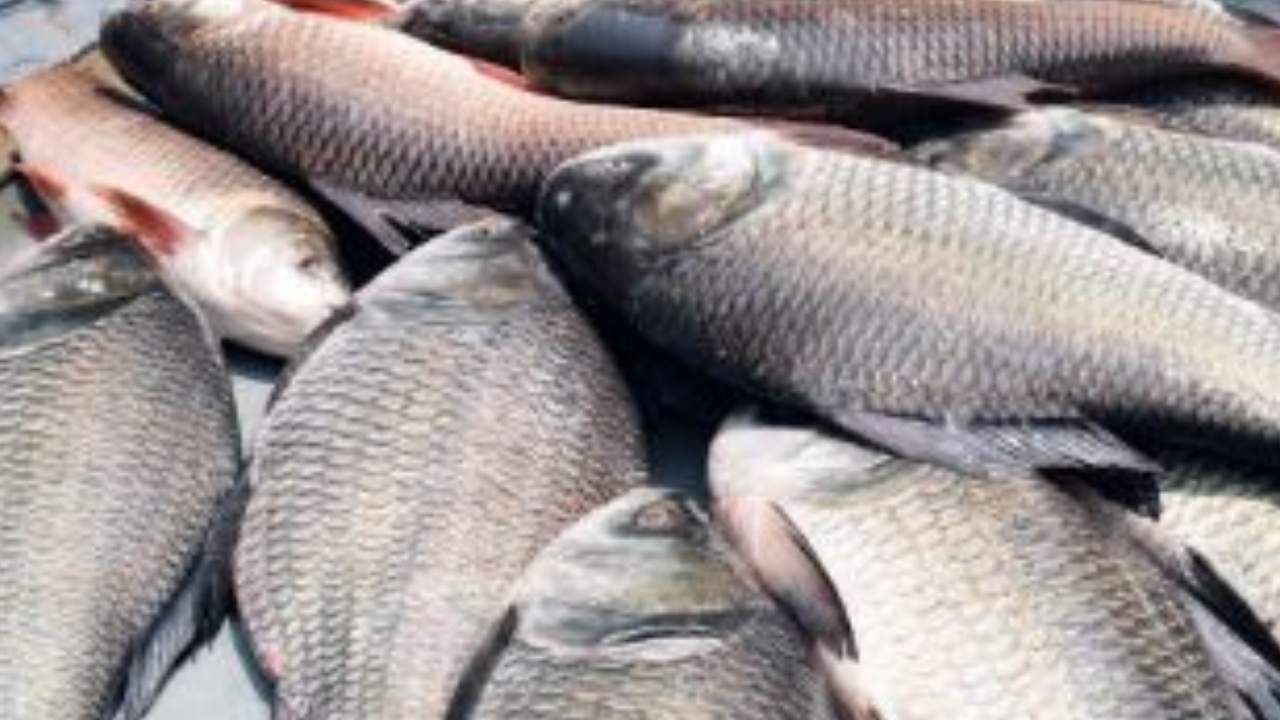 Indo-Bangladesh Relation: ইলিশের পর বাংলাদেশের মিঠা জলের মাছ চাইছে ভারত, হয়ে গেল বড় বৈঠক Indo-Bangladesh Relation: ইলিশের পর বাংলাদেশের মিঠা জলের মাছ চাইছে ভারত, হয়ে গেল বড় বৈঠক