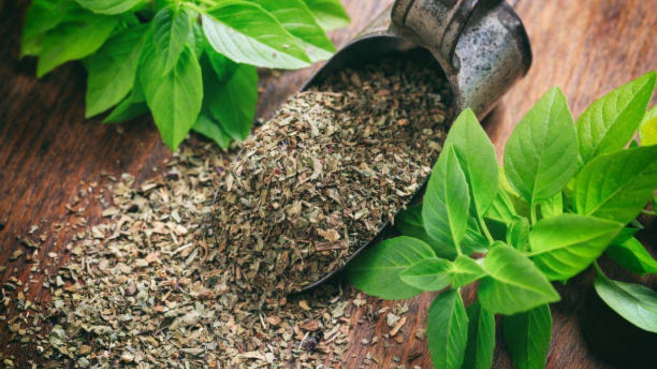 Holy Basil Benefits