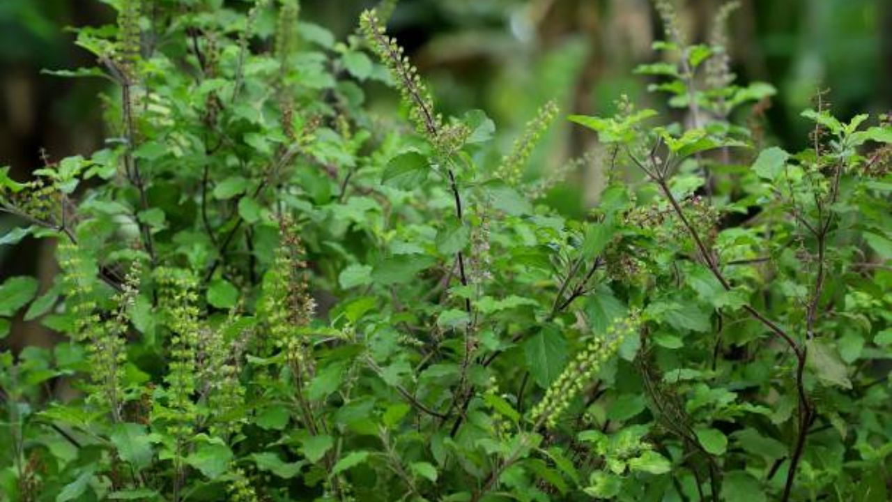 Holy Basil Benefits