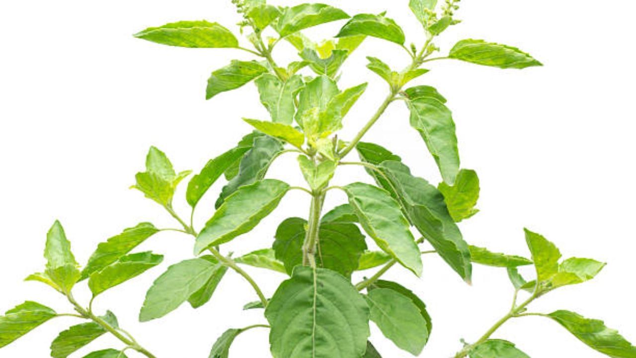 Holy Basil Benefits