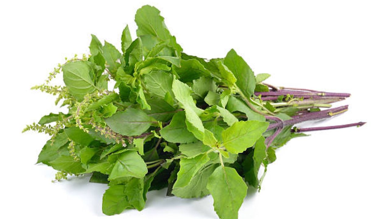 Holy Basil Benefits