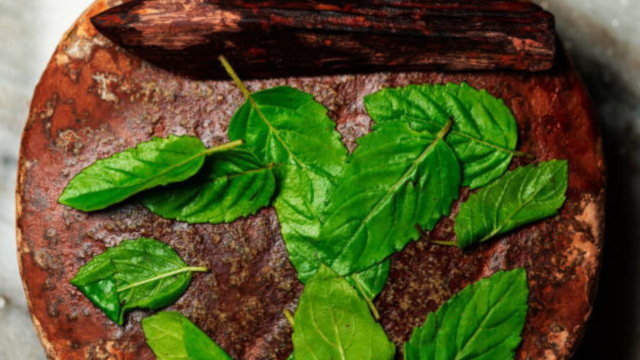 Holy Basil Benefits