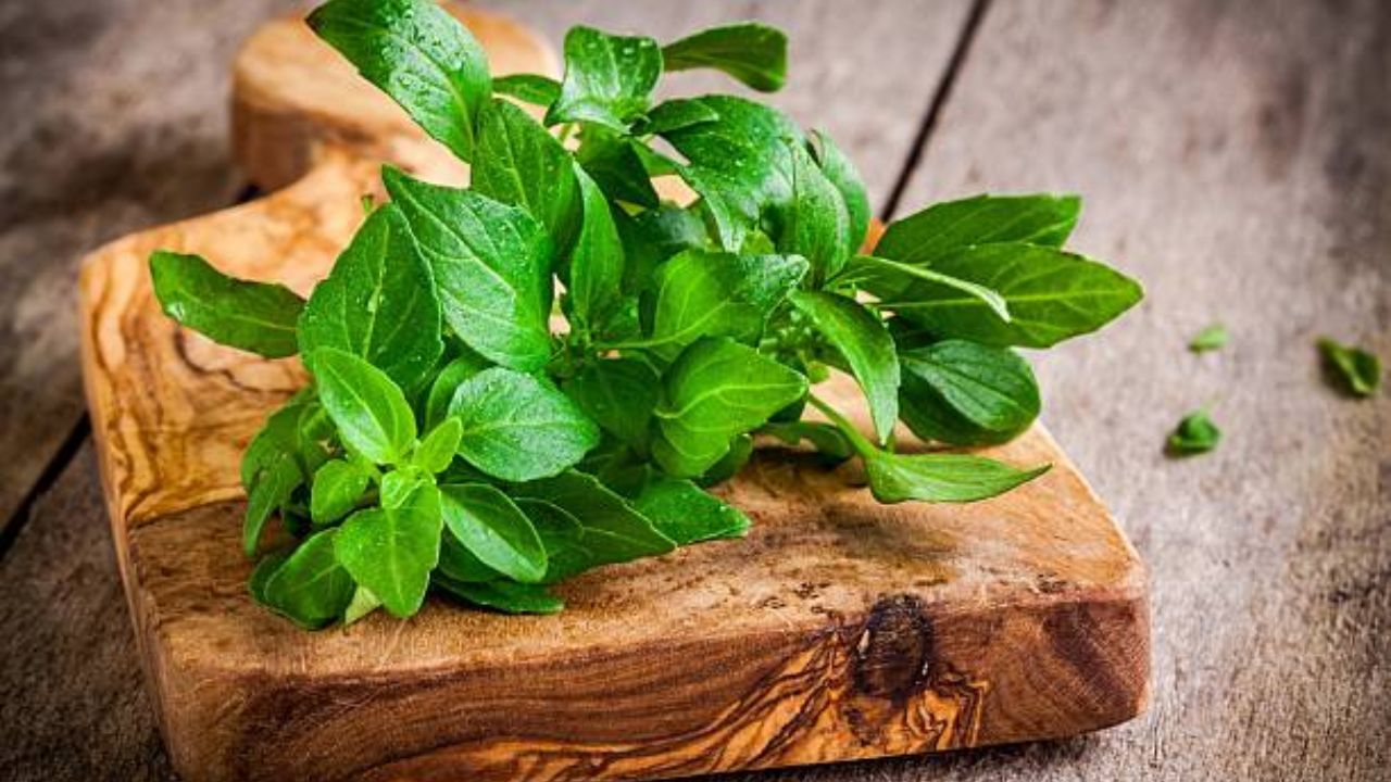 Holy Basil Benefits