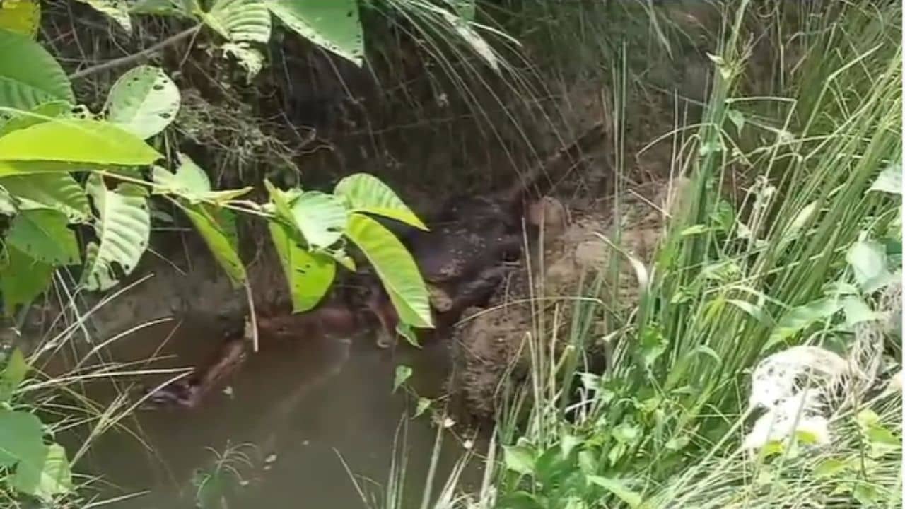 Maldah Murder: ফেসবুকে বাবার দেহের ছবি দেখে মৃত্যুর চার মাস পর শনাক্ত করলেন ছেলে!