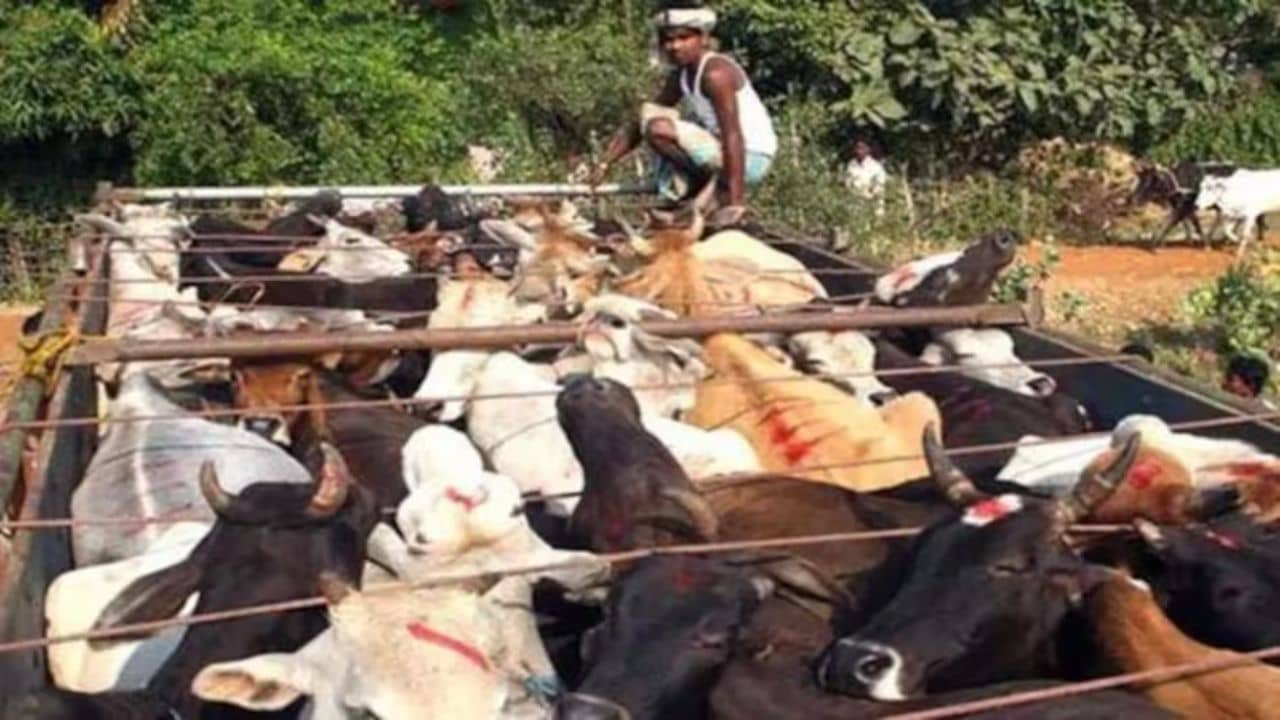 Cattle Smuggling Case: গরু পাচার মামলা সরেছে দিল্লিতে, আসানসোল কি আবারও হয়ে উঠছে সেফ করিডর?