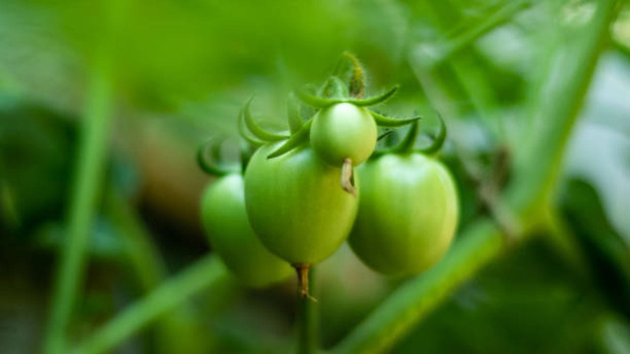এবার আগে থেকে কেটে রাখা টমেটো এর মধ্যে মিশিয়ে দিতে হবে। ঢাকা দিয়ে ৫ মিনিট রান্না করে নিলে টমেটো গলে যাবে। এবার ওই টমেটোর মধ্যে হলুদ, লঙ্কা, ধনে, জিরে গুঁড়ো ভাল করে মিশিয়ে নিতে হবে