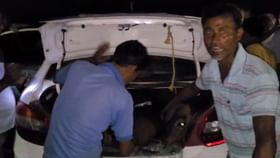 চার চাকার গাড়ির ভিতর পা মুড়িয়ে ঢোকানো ৫ গরু, পাচারের আগেই দুর্ঘটনা চার চাকার গাড়ির ভিতর পা মুড়িয়ে ঢোকানো ৫ গরু, পাচারের আগেই দুর্ঘটনা