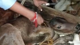 লরির ভিতর গাদাগাদি করে পাচার হচ্ছিল ১৮টি গরু, মৃত্যু ১ লরির ভিতর গাদাগাদি করে পাচার হচ্ছিল ১৮টি গরু, মৃত্যু ১