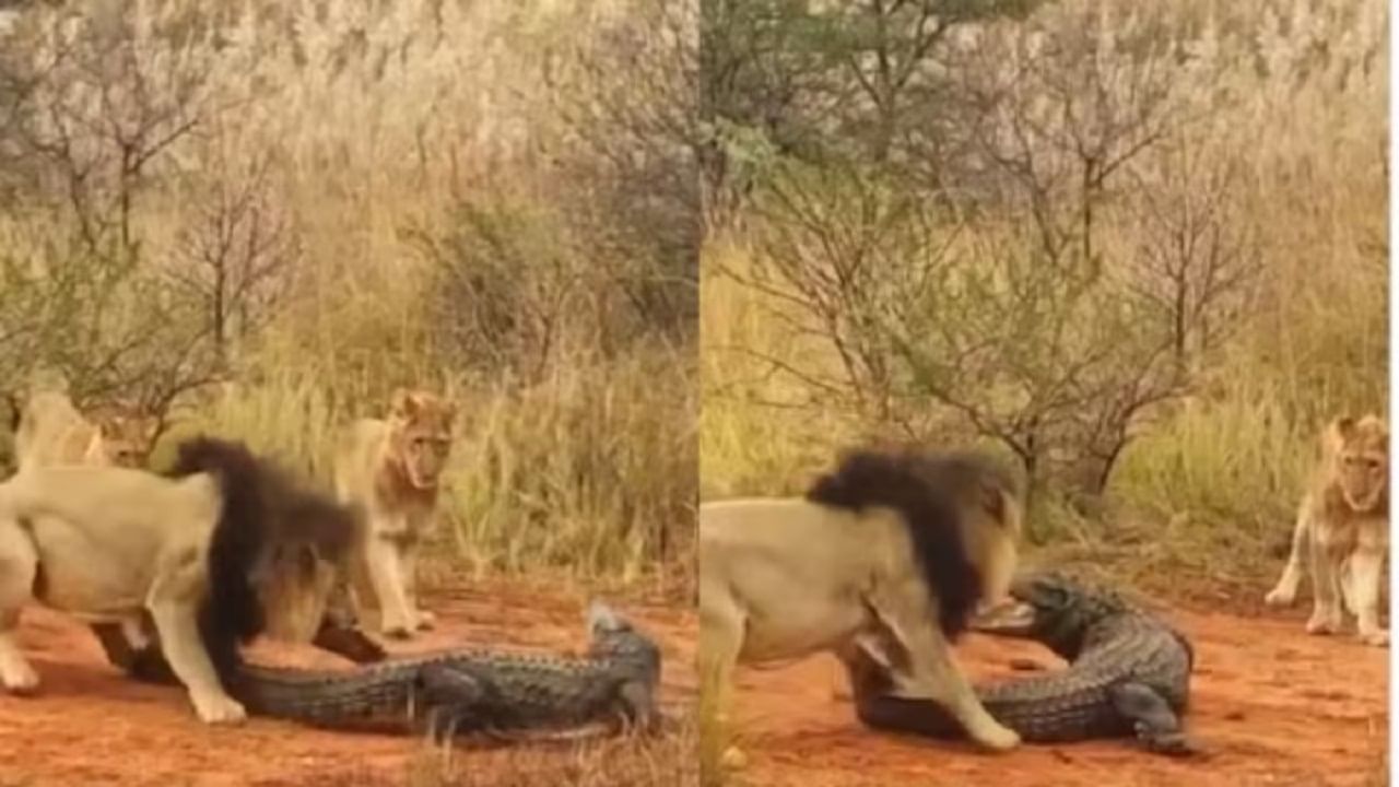 Viral Video: রোদ পোহাতে এসেছিল কুমির, প্রাণঘাতী আক্রমণে এলাকা ছাড়া করল সিংহের দল