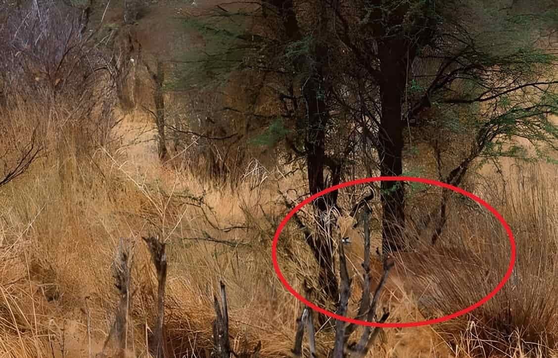 Deer Spotted Optical Illusion