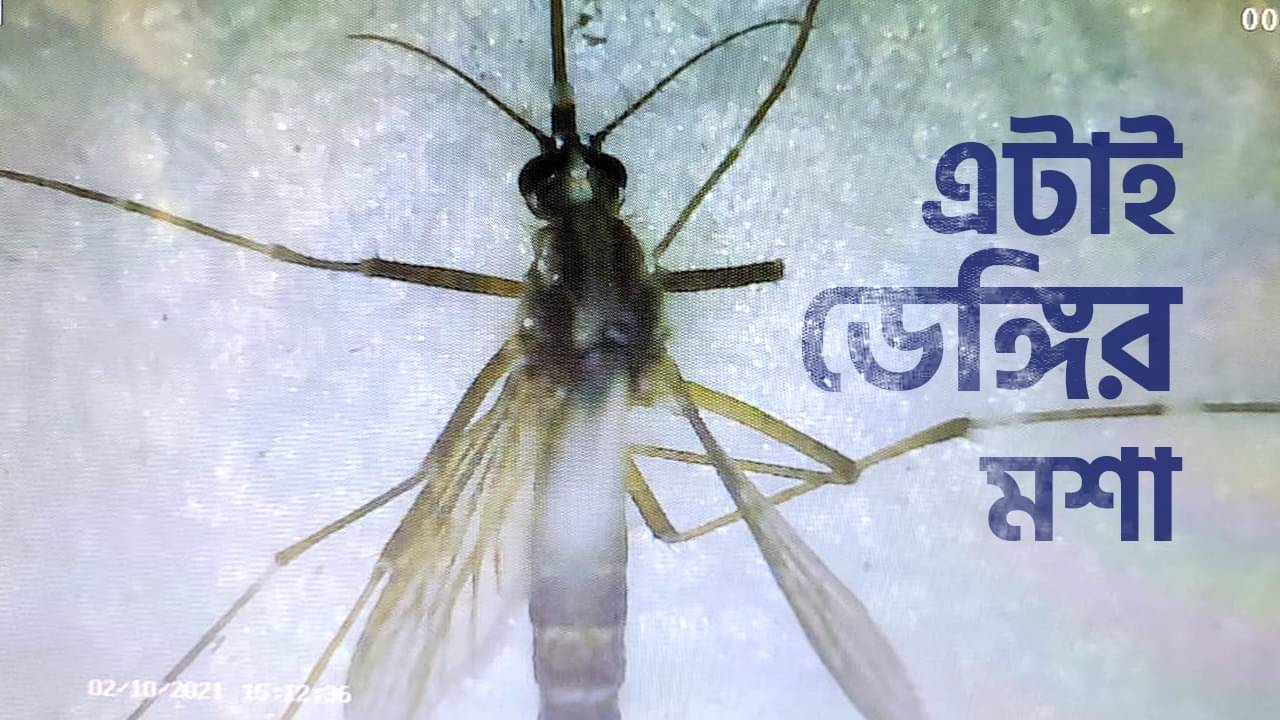 Dengue: ডেঙ্গির জীবাণুধারক স্ত্রী মশা, কলকাতার ল্যাবেরটরিতে চাঞ্চল্যকর তথ্য