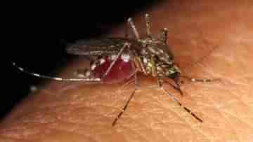 Dengue: ডেঙ্গি রোধে প্রতিষেধক নিয়ে যৌথভাবে গবেষণার পথে ICMR-নাইসেড