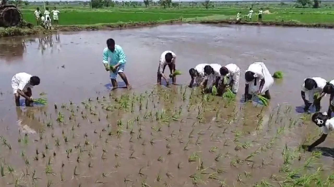 শুধু তাই নয়, দেশের বিকাশে কৃষকদের ভূমিকা কী, তাও বোঝানো হয় পড়ুয়াদের। কৃষিকাজের পাশাপাশি উদ্যানপালন, দুগ্ধচাষ, পশুপালন, মৌমাছি প্রতিপালন, কীটনাশক নির্মূল করা এবং সৌরশক্তির ব্যবহার সম্পর্কেও পড়ুয়াদের হাতেকলমে বোঝানো হয়। 