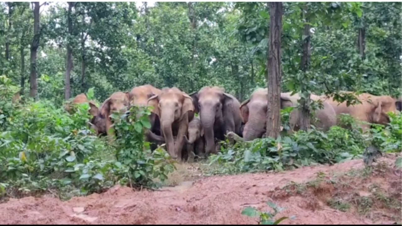 Elephant: শাবক নিয়ে জেলায়-জেলায় ঘুরছে দাঁতালের দল, তৎপর বনদফতর