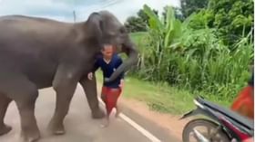 প্রাণের বান্ধবকে ছাড়বে না সে, শুঁড় দিয়ে আটকে রেখেছে কিউট গজরাজ প্রাণের বান্ধবকে ছাড়বে না সে, শুঁড় দিয়ে আটকে রেখেছে কিউট গজরাজ