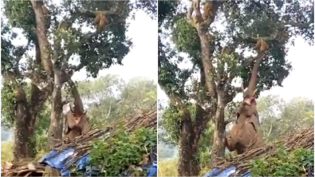 Viral Video: কাঁঠাল পাড়তে হাতির অসামান্য কৌশল, গজরাজের কাণ্ডে নেটিজ়েনরা হতবাক