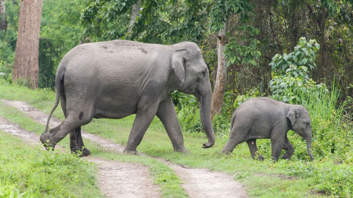 Cooch Behar Elephant Attack: হঠাৎ হাতি!