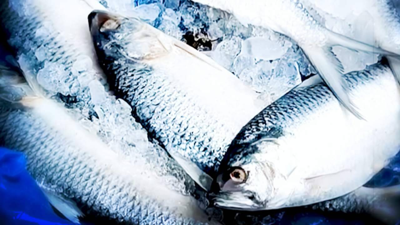 Hilsa price in Digha: ইলিশের নামে দিঘায় বিকোচ্ছে খয়রা, চোখ-কান খোলা না রাখলেই নকল মাছে ফাঁকা পকেট