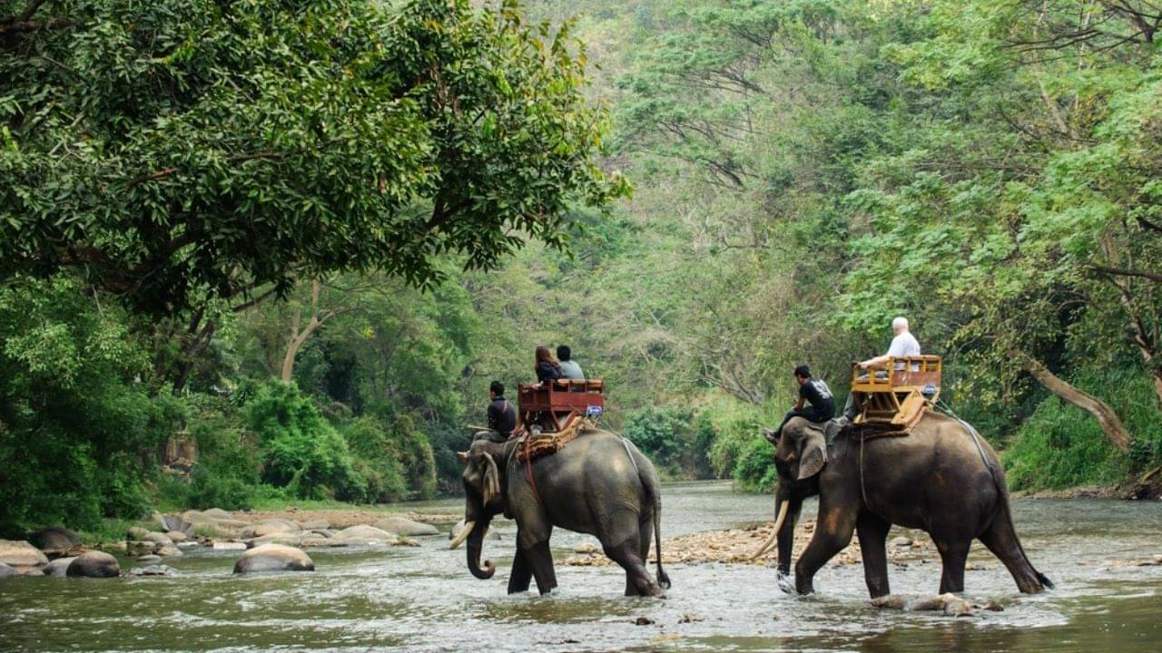 Jungle Safari: প্রায় ৩ মাস পর খুলছে ডুয়ার্সে‌র জাতীয় উদ্যানগুলি, পুজোর সময় জঙ্গল সাফারিতে গেলে যা কিছু মাথায় রাখবেন