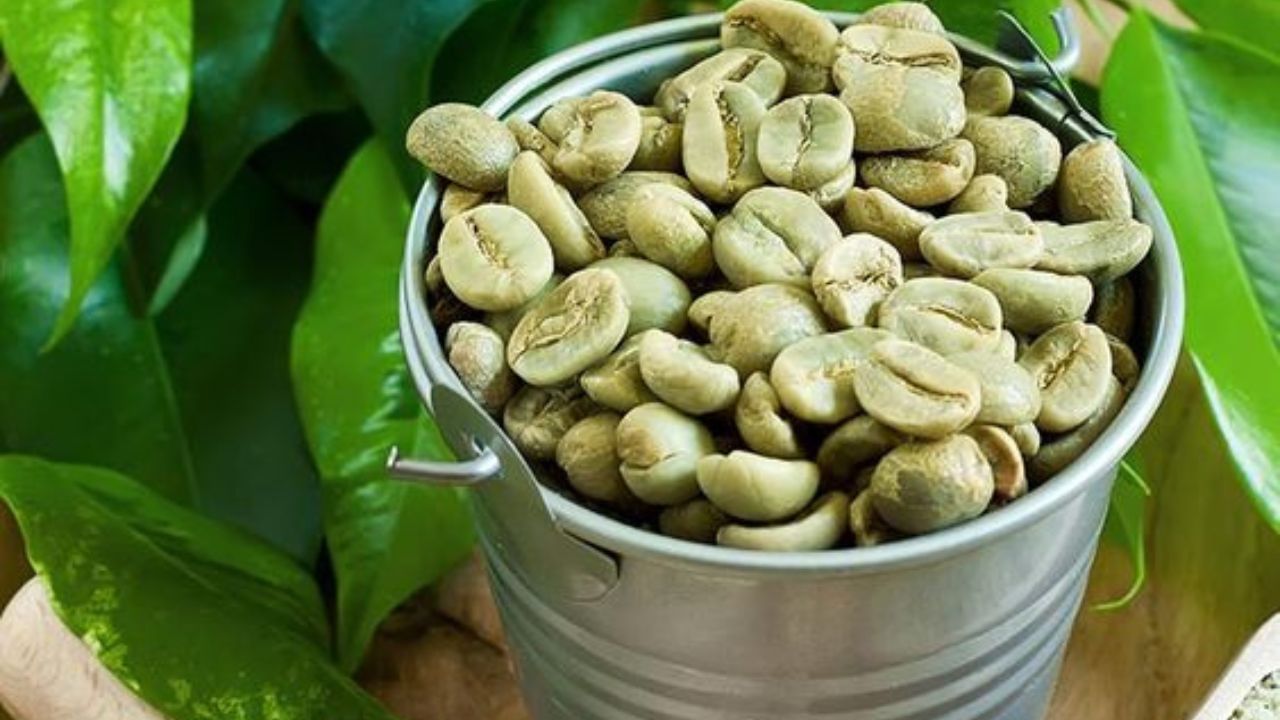 Green Coffee পুজোর আগেই ঝরবে বাড়তি মেদ, শুধু চুমুক দিতে হবে এই বিশেষ