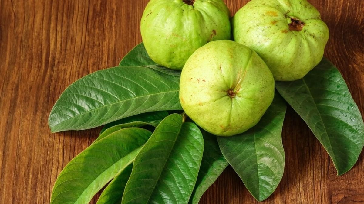 Guava Leaf Benefits: এই পাতায় চুল পড়া কমে