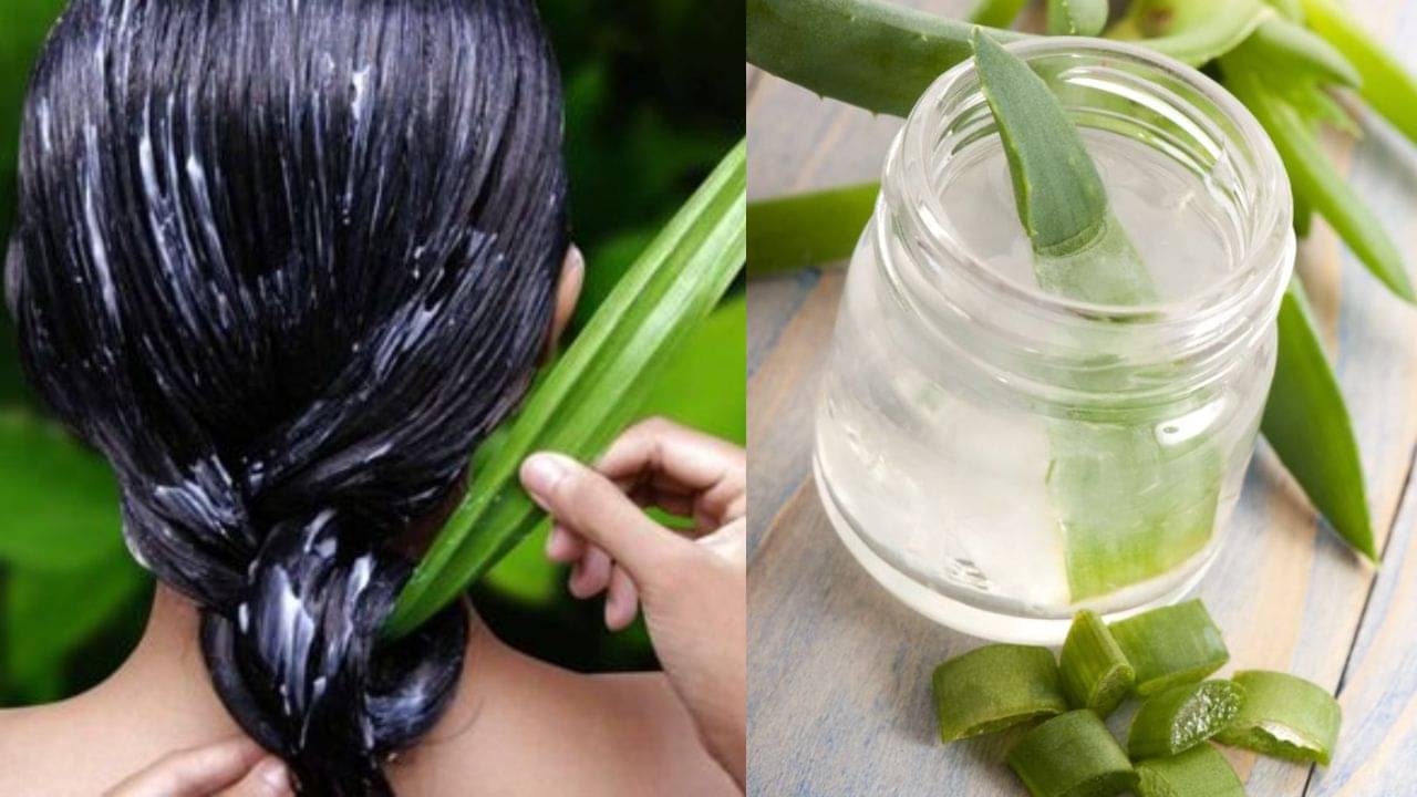 Aloevera Shampoo: পয়সা বাঁচিয়ে অ্যালোভেরা শ্যাম্পু বানান বাড়িতেই, রইল উপায় এবং এর উপকারিতা