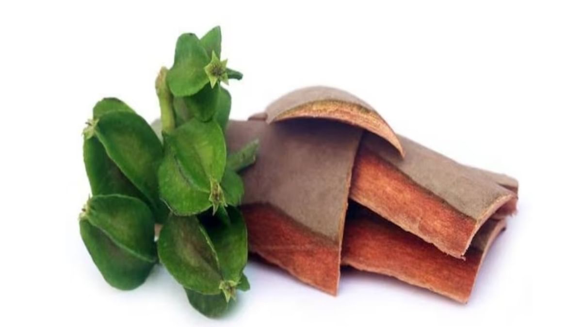 Benefits Of Arjun Bark: অর্জুনেই লক্ষ্যভেদ