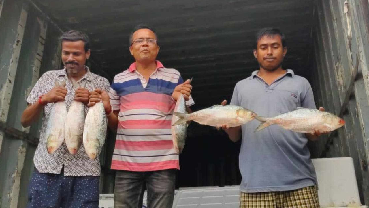 Hilsa Fish: ৪০ হাজার কিলোগ্রাম পদ্মার ইলিশ ঢুকল বাংলায়, আপনার পাতে কবে?