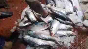 Hilsa Fish from Bangladesh: বাংলাদেশ থেকে এল টন টন ইলিশ, কত দামে বিকোল হাওড়ায়?