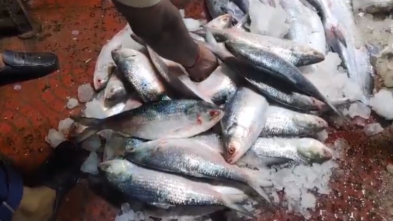 Hilsa Fish from Bangladesh: বাংলাদেশ থেকে এল টন টন ইলিশ, কত দামে বিকোল হাওড়ায়?