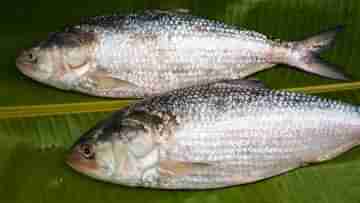 Hisa fish: ইলিশের ভিড়ে নকল ইলিশ! আসলটা চিনবেন কেমনে?