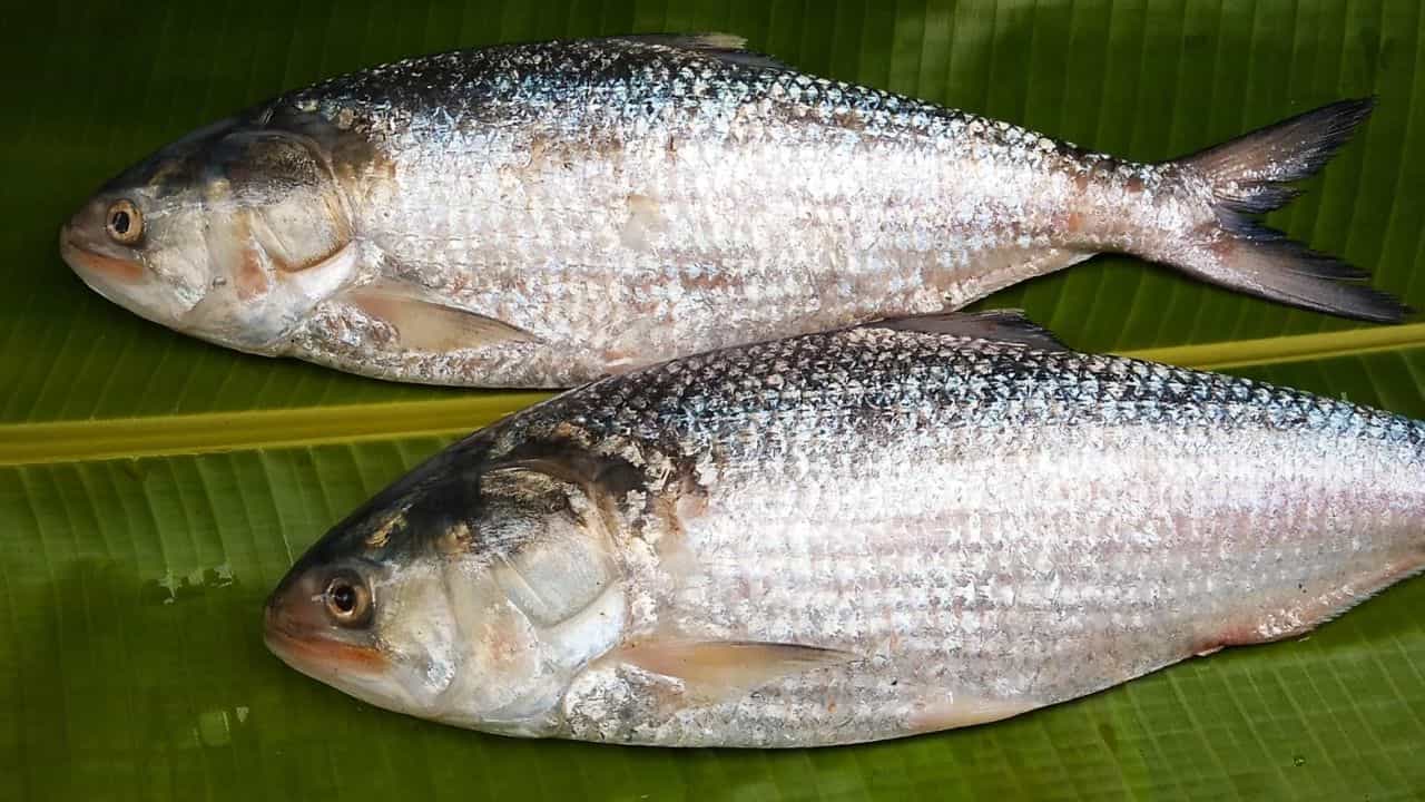Hisa fish: ইলিশের ভিড়ে নকল ইলিশ! আসলটা চিনবেন কেমনে? Hisa fish: ইলিশের ভিড়ে নকল ইলিশ! আসলটা চিনবেন কেমনে?