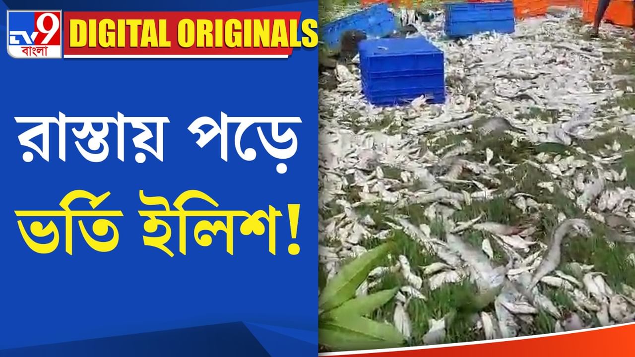 Ilish: রাস্তায় পড়ে ভর্তি ইলিশ!