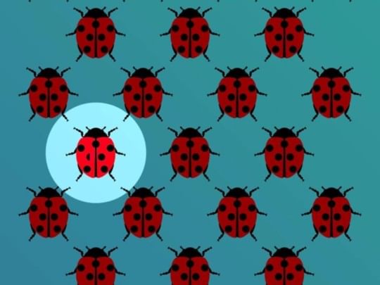 Lady Bug Optical Illusion