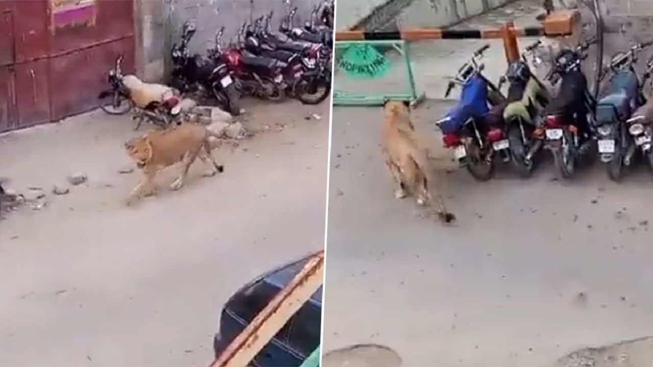 Viral Video: পাকিস্তানের ব্যস্ত রাস্তায় সিংহীর দাপাদাপি, বাগে আনতে ঘুম ছটল বনদফতরের, দেখুন কী কাণ্ড