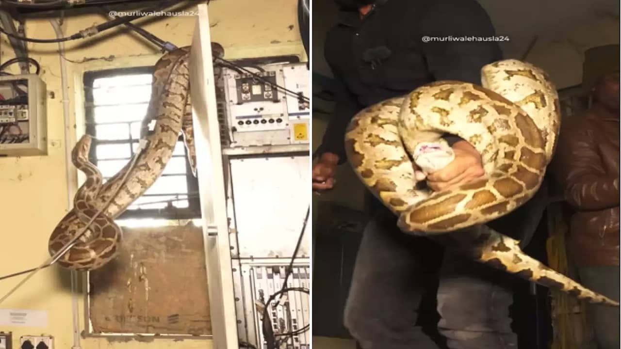 Viral Video: বৈদ্যুতিক তারে ঘুরে বেড়াচ্ছে বিরাট অজগর, কামড় খেয়েও উদ্ধার করলেন ইনি