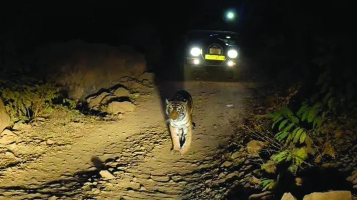 Night Safari in Jungle: বন্যেরা বনে সুন্দর