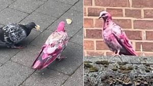 Pink Pigeon: গোলাপি রঙের পায়রা, সে আবার কী! ম্যাঞ্চেস্টারের বিচিত্র পাখিকে ঘিরে তীব্র আলোড়ন