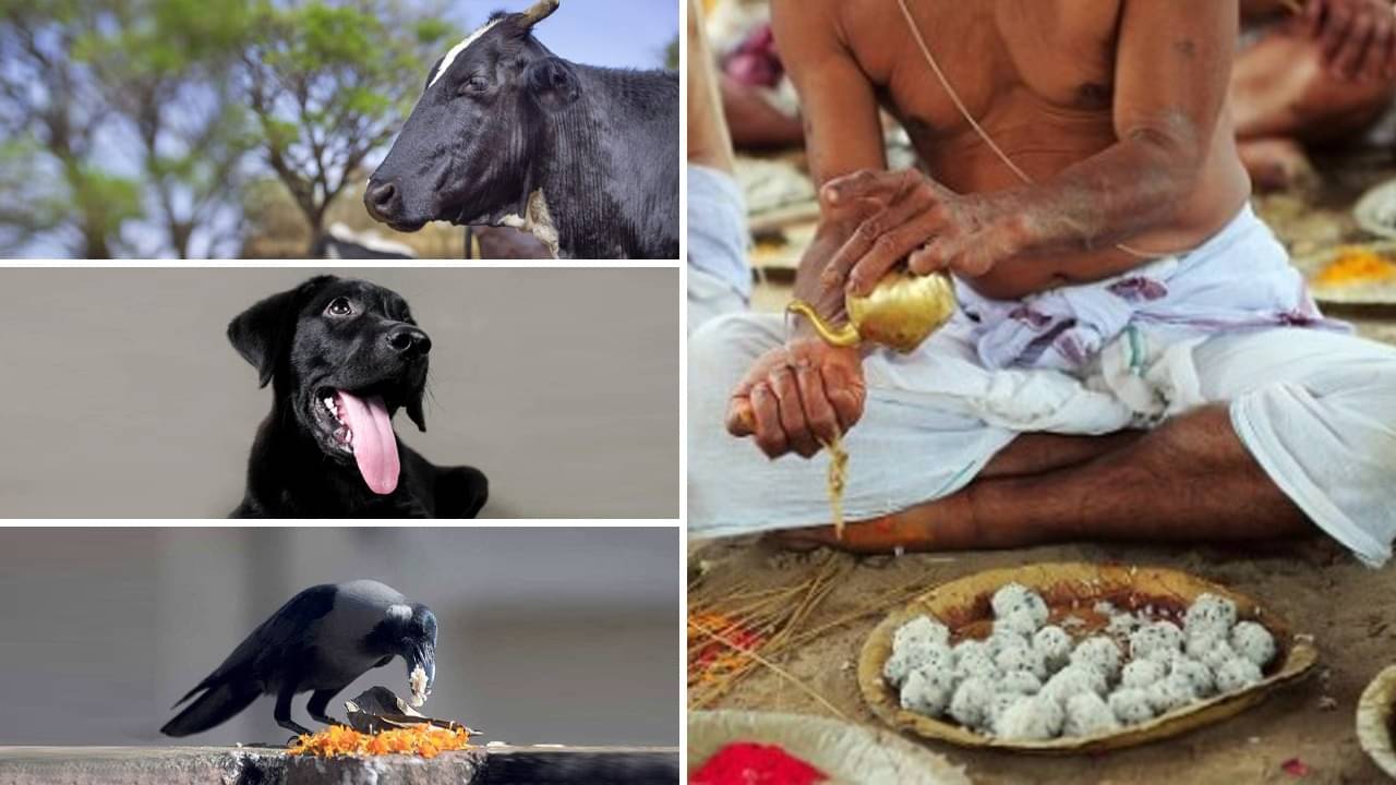 Pitru Paksha 2023: পিতৃপক্ষে এই ৫ প্রাণী বাড়ির চত্বরে থাকলে কখনও তাড়াবেন না, গৃহে উন্নতি-সমৃদ্ধি হবে হু হু করে