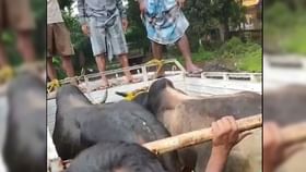 পিক আপ ভ্যান গরু-ষাঁড় পাচার! পিক আপ ভ্যান গরু-ষাঁড় পাচার!