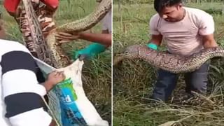 Viral Video: আস্ত আস্ত ব্যাঙকে কাবাব বানিয়ে পেটে পুরল যুবতী, কমেন্টের ঝড় সোশ্যাল মিডিয়ায়