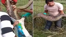 কুকুর গিলে সাপের প্রাণ ওষ্ঠাগত, বস্তায় ভরতে হিমশিম খেল উদ্ধারকারী দল কুকুর গিলে সাপের প্রাণ ওষ্ঠাগত, বস্তায় ভরতে হিমশিম খেল উদ্ধারকারী দল