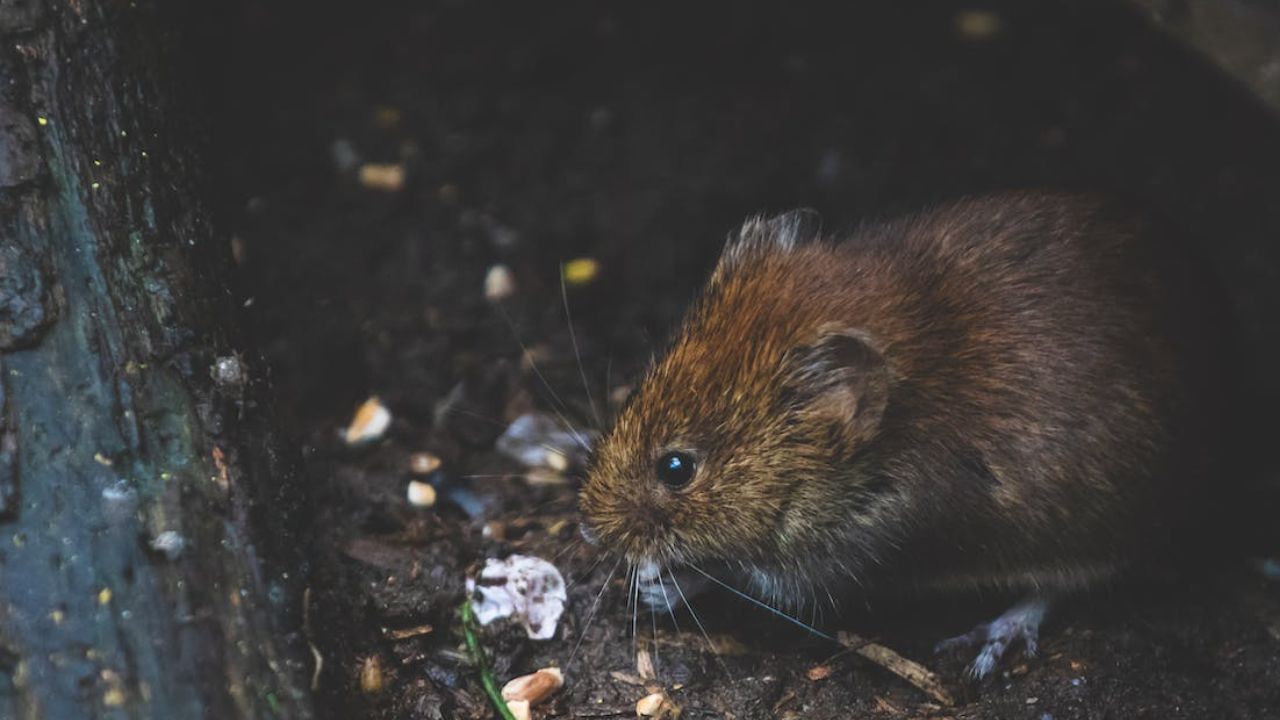 Rat Bite: ৬ মাসের শিশুর শরীর ছিঁড়ে খেল ইঁদুর, গ্রেফতার বাবা-মা