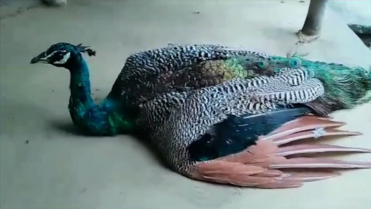 Alipurduar Peacock Rescue: ময়ূর মানবিকতা