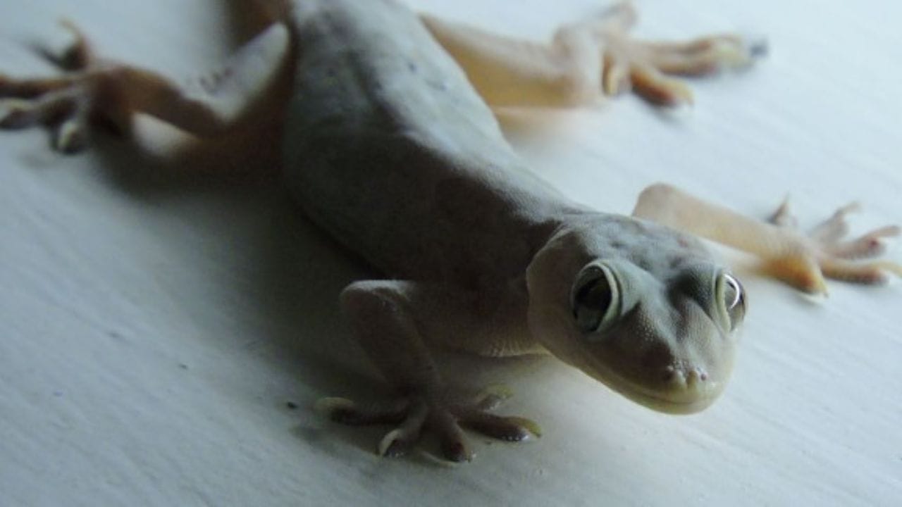 Lizard Falling: আচমকা শরীরের এই অংশে টিকটিকি পড়লে প্রচুর টাকার মালিক হতে পারেন আপনি! Lizard Falling: আচমকা শরীরের এই অংশে টিকটিকি পড়লে প্রচুর টাকার মালিক হতে পারেন আপনি!