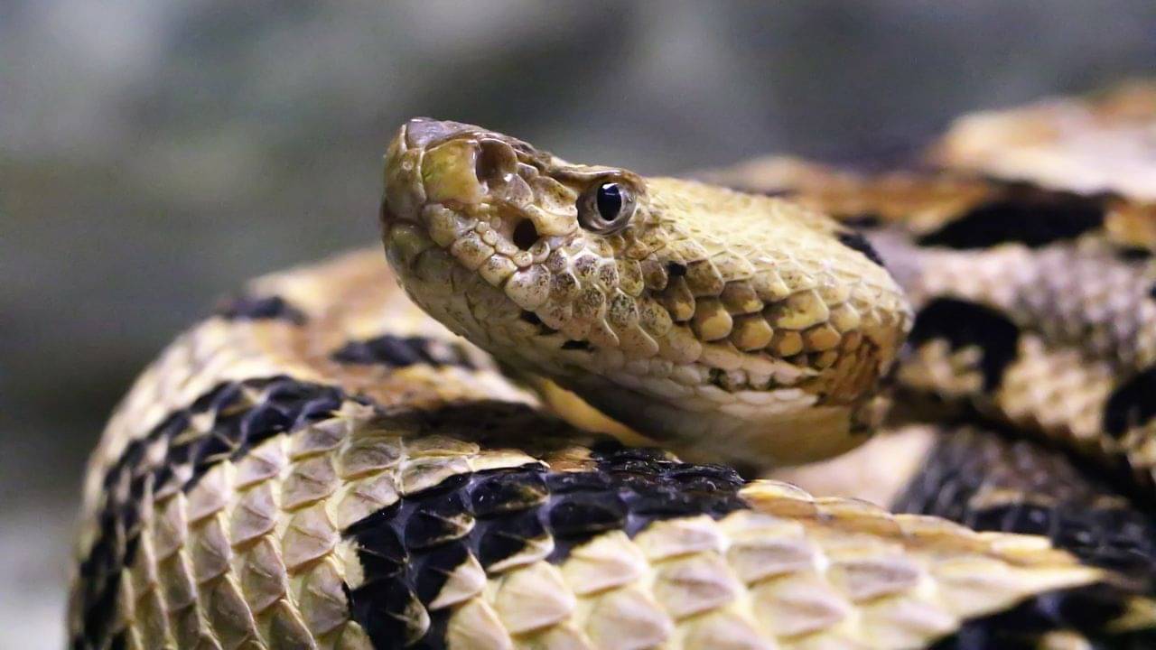 IIT Jodhpur: সাপের বিষে দ্রুত ক্ষত নিরাময়? উপায় খুঁজছেন IIT-র বাঙালি গবেষকরা