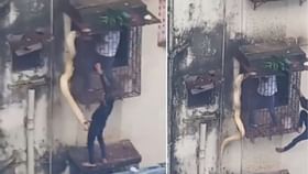 জানলায় ঝুলছে বিশাল অজগর, মুম্বইয়ের রোমহর্ষক ঘটনা সকলকে চমকে দিল জানলায় ঝুলছে বিশাল অজগর, মুম্বইয়ের রোমহর্ষক ঘটনা সকলকে চমকে দিল