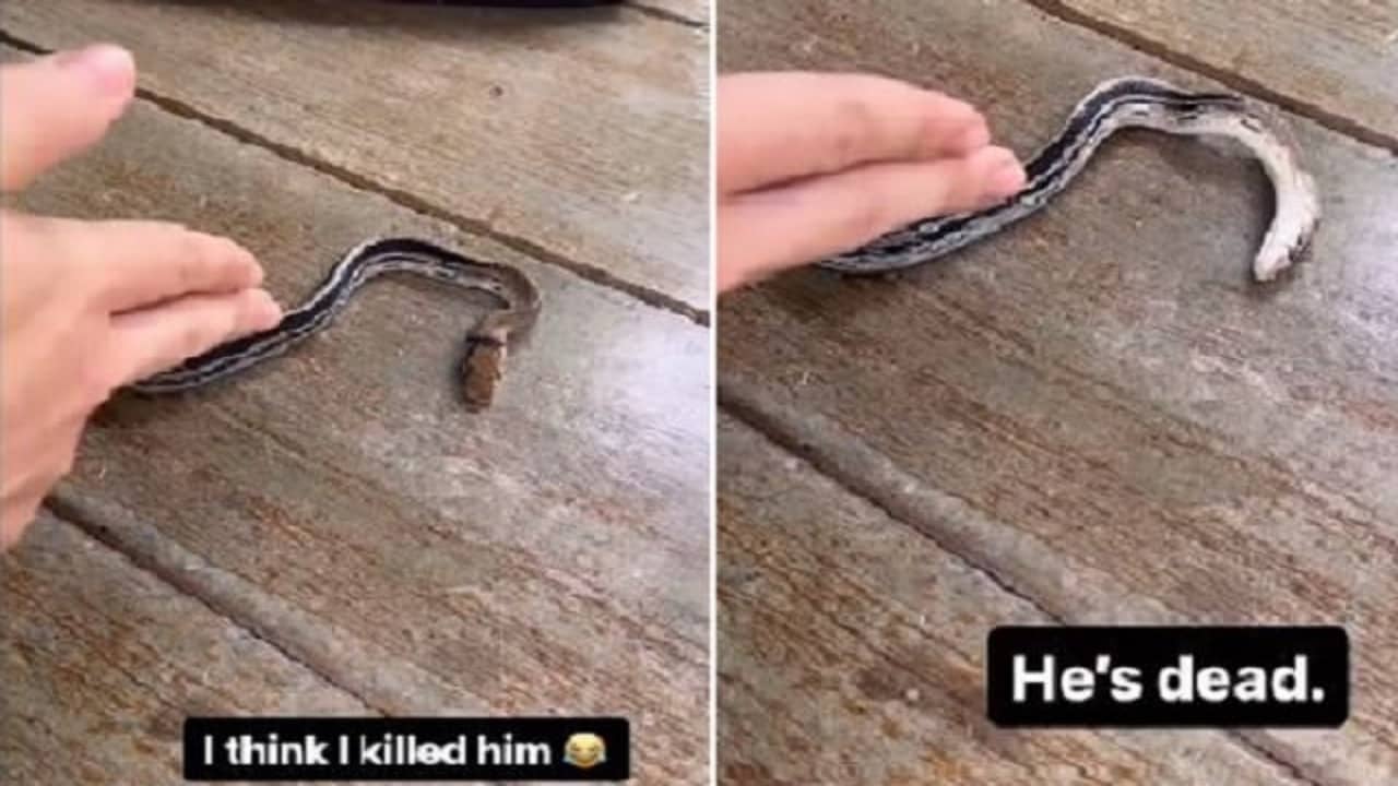 Viral Video: হাতের বন্দুকের ইশারায় সাপের মরে যাওয়ার ভান! অস্কার নিয়ে যাবে বলছেন নেটিজ়েনরা