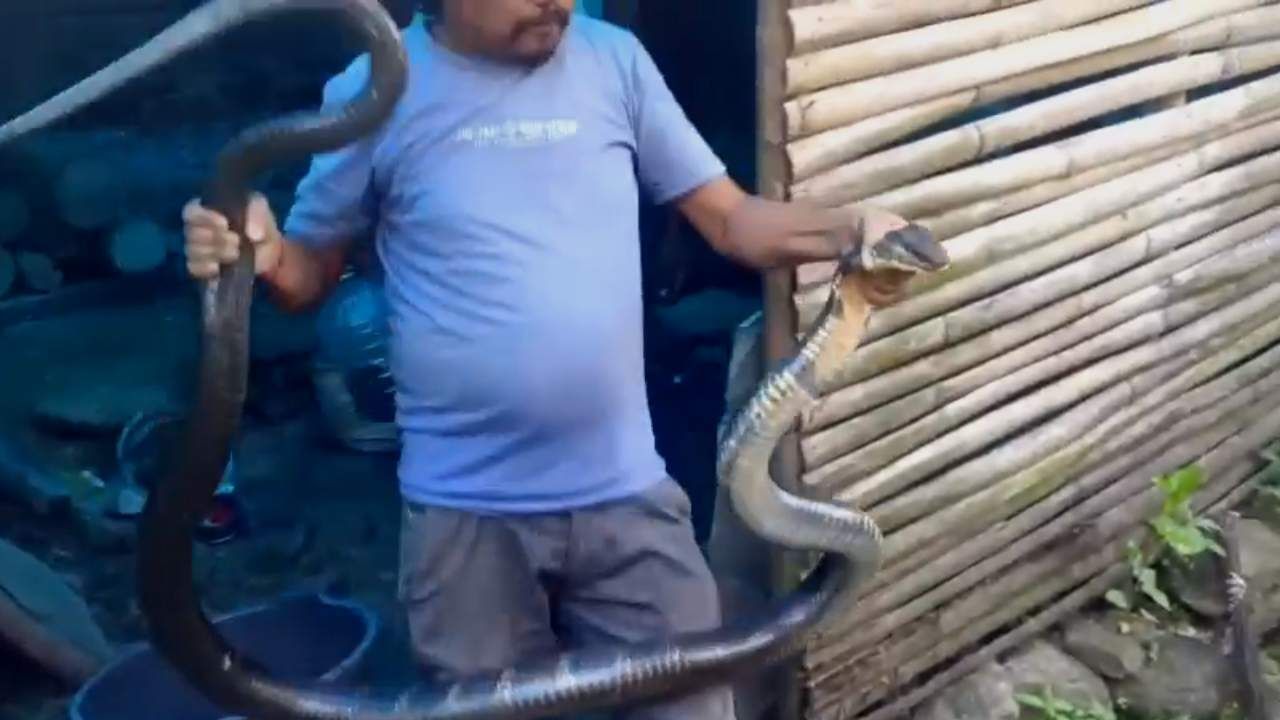 Snake Rescue: রান্নাঘর থেকে উদ্ধার ১২ ফুটের বিশালাকার কিং কোবরা, ব্যাপক চাঞ্চল্য মেটেলিতে