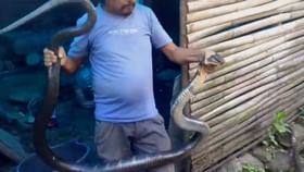 রান্নাঘর থেকে উদ্ধার ১২ ফুটের বিশালাকার কিং কোবরা রান্নাঘর থেকে উদ্ধার ১২ ফুটের বিশালাকার কিং কোবরা
